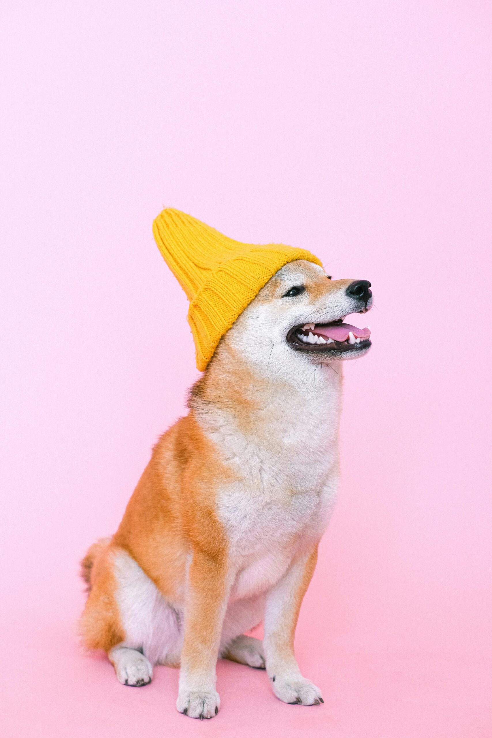 A cute Shiba Inu dog wearing a yellow beanie, sitting in front of a pink background in a studio.