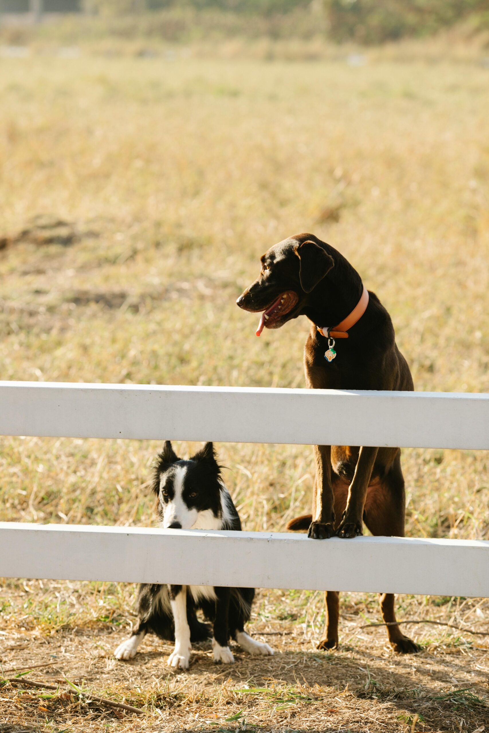 Full body loyal adorable brown Labrador and Border Collie dogs standing behind enclosure fence in sunny farmyard